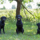 von links nach rechts: Faye, Laila, Hazel