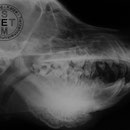 Craniomandibuläre Osteopathie