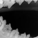 Zahnresorption bei einem Hund (CORL)