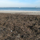 vom Strand in die Wand