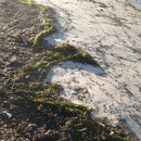 Seegras in großen Mengen III