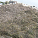 brauchbares (vorne rechts) und unbrauchbares (hinten links) Material