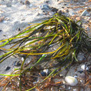 Strandschätze I