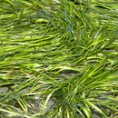 Zostera Marina, das Seegras der Ostsee