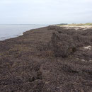 im Hintergrund Fehmarn