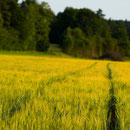 »Fields of gold« bei Morschreuth |© Bernhard Thum, Bild-ID TR-XX-20XX-004