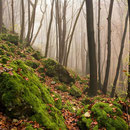 Herbstwald im Trubachtal | © Bernhard Thum,Bild-ID BA-XX-20XX-000