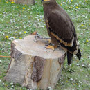 Imposant, dieser Greifvogel