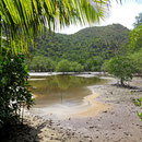 Mangrovenwald auf Curieuse Island