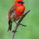 Madagaskar-Weber (Foudia madagascariensis) ein Männchen