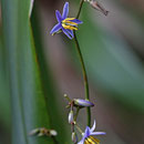 Dianella ensifolia - eine auf den Seychellen heimische Lilie