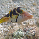 Sattel-Krugfisch (Canthigaster valentini)