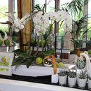 Weiße Orchideen