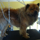 Chow chow avant son toilettage