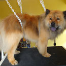 Chow chow après son toilettage