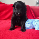 Der Bube