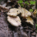 Pilze im Spesssart