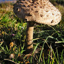Pilze im Spesssart