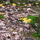 Pilze im Spesssart