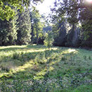 Waldlichtung