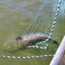Angeln und Fischen am Main