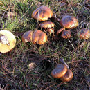 Pilze im Spesssart