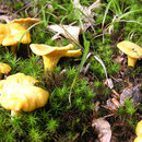 Pilze im Spesssart