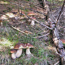 Pilze im Spesssart