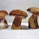 Pilze im Spesssart