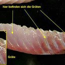 Fisch richtig filetieren