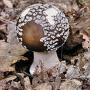 Pilze im Spesssart