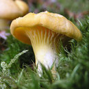 Pilze im Spesssart