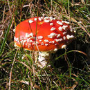 Pilze im Spesssart