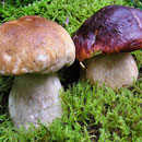 Pilze im Spesssart