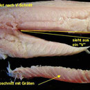 Fisch richtig filetieren