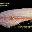 Fisch richtig filetieren