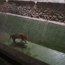 zoo kiew