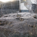 zoo kiew