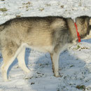 Ich bring Euch mal bei, was für einen Nordlandhund Sozialverhalten ist