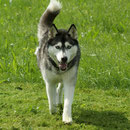 siberian husky