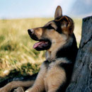 deutscher Schäferhund