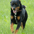 Beauceron