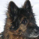 altdeutscher Schäferhund