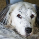 englischer Setter