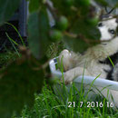 Huskymädchen geb. 16.12.2015