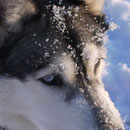 siberian husky