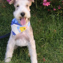 Foxterrier