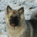 Hab ich heute was gelernt...! Mit Tante Husky macht das Spass