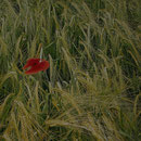 "Mohnblume" von Gerald Kriechenbauer