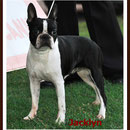 Madre: Ch. Boks-Best Saiz Jacklyn